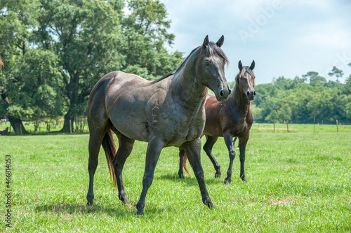 Stallion Quarter Horse with mare
