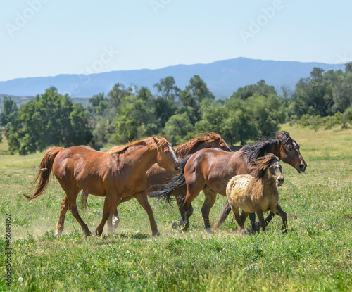 Quarter Horse mares and pony in scenic pasture
