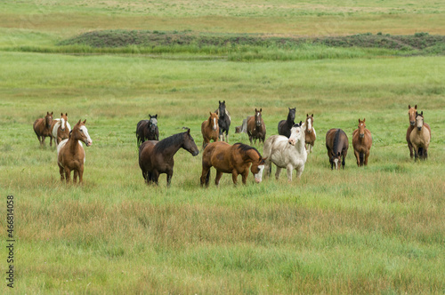 Herd of horses on range near Pagosa Springs, Colorado photo