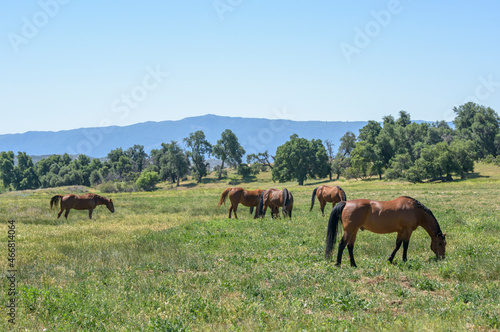 Quarter Horse mares graze in scenic mountain pasture