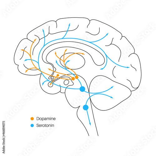 Serotonin and dopamine pathway