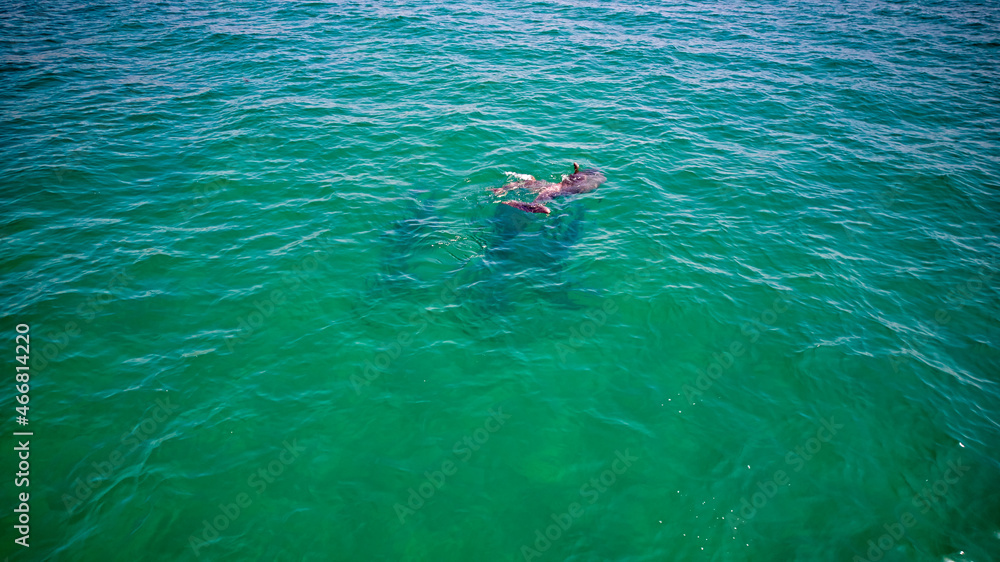 Amazing dolphins swimming in the ocean. general plan