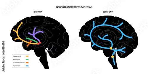 Serotonin and dopamine pathway photo