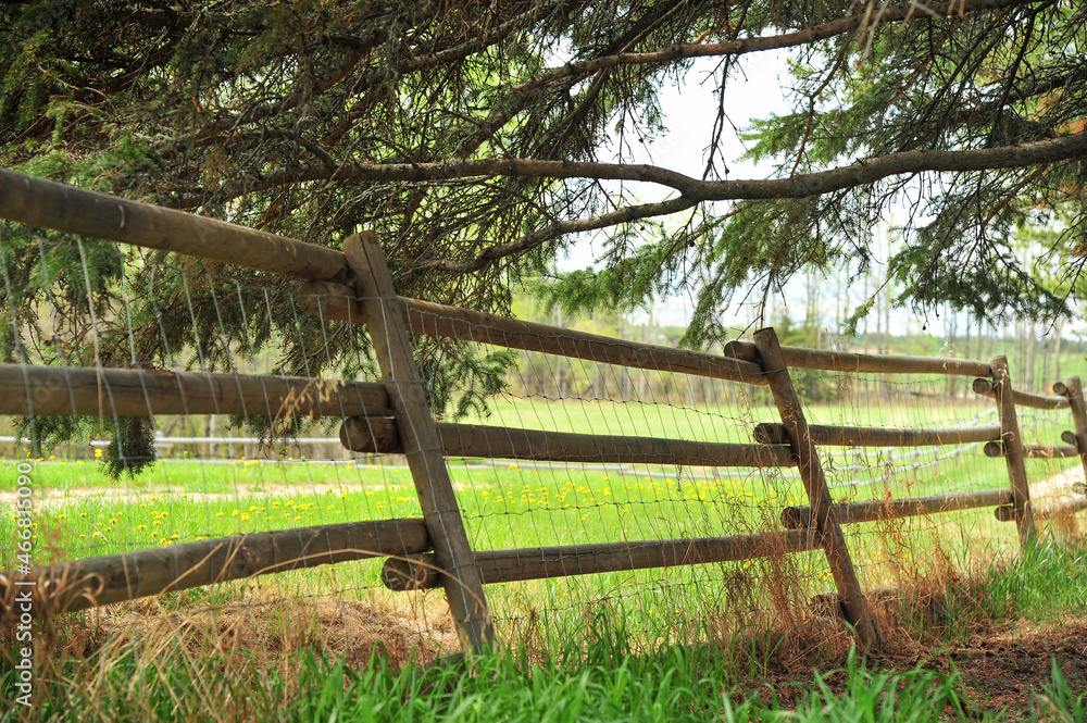 Fototapeta premium Bent wooden fence in summer field in shadow of mighty pine tree 