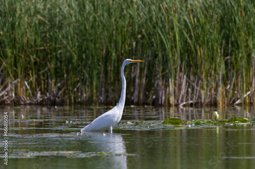 Great Egret standing in the water in front of a large patch of bullrushes and cattails. 