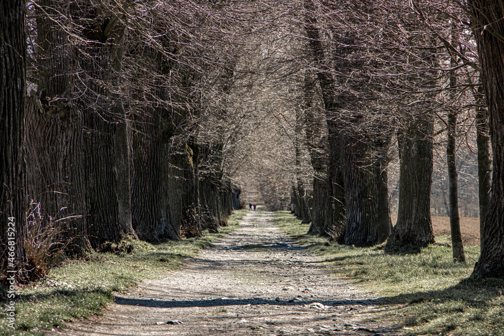 Stony path in an alley with trees without leaves