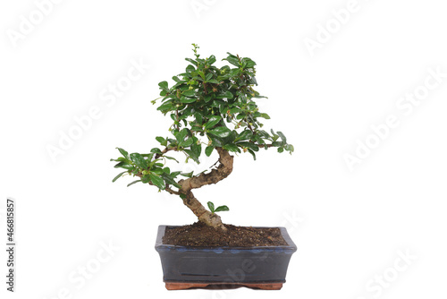Chinese green bonsai tree Isolated on white background