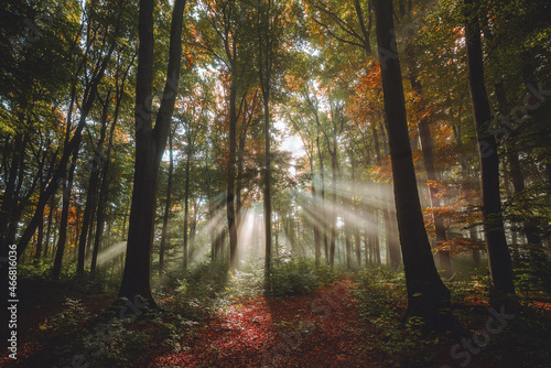sun rays in the foggy forest