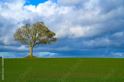 Lonely tree on green field at sunny autumn day. Single tree in nature against blue and dramatic clouds. 