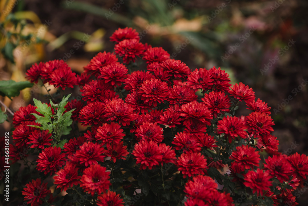 red and yellow flowers