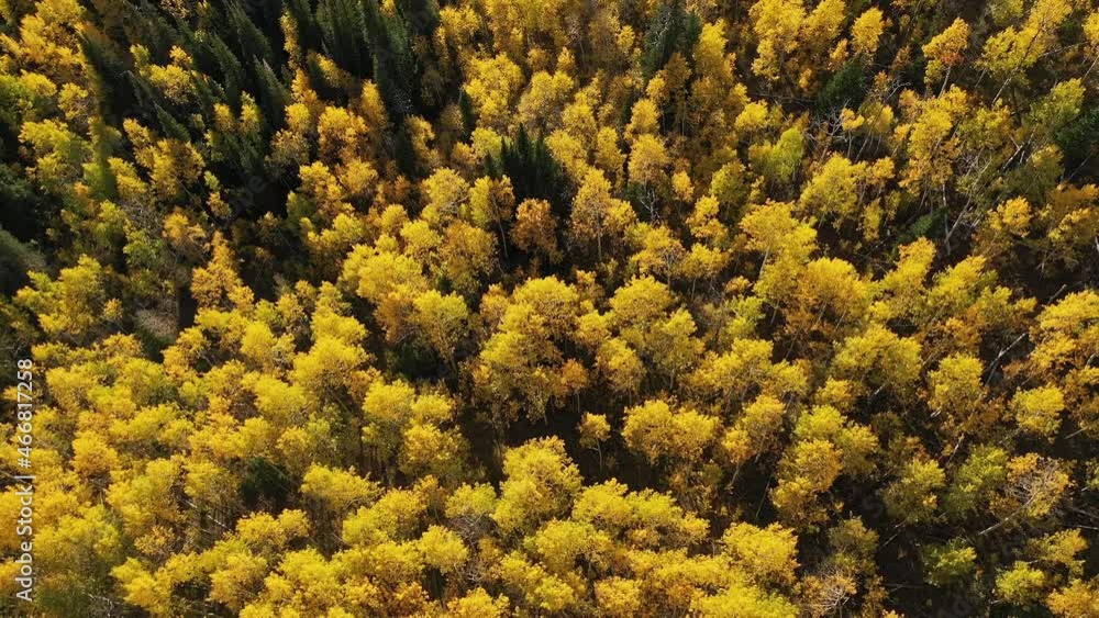Aerial view high over yellow aspen tree forest in the Fall looking at the colorful landscape below. Aerial view high over yellow aspen tree forest in the Fall looking at the colorful landscape below.