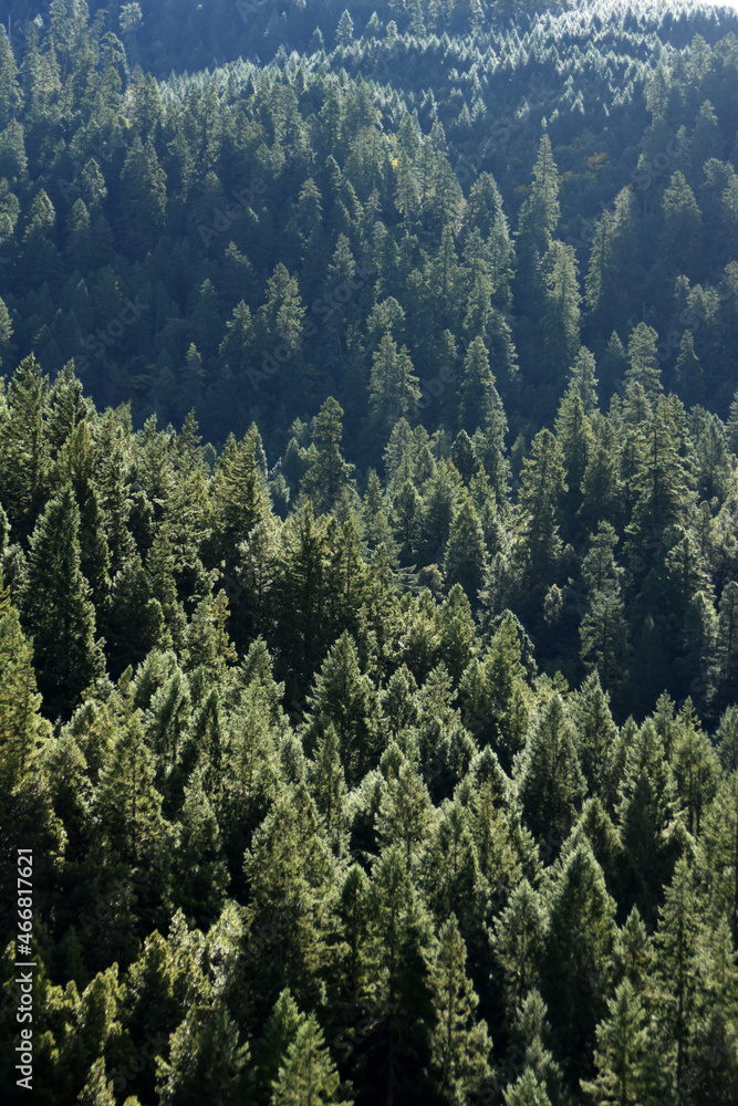 Redwoods with Dew 4 Redwoods with Dew 4