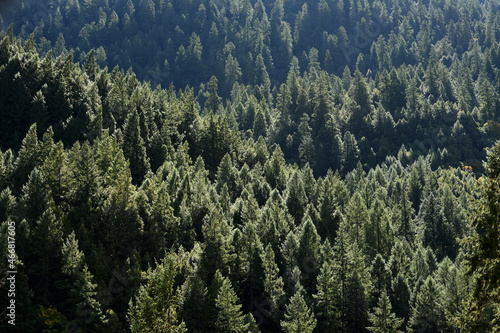 Redwoods with Dew 5