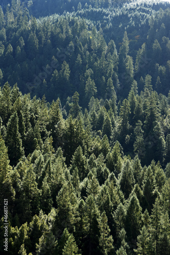 Fototapeta Naklejka Na Ścianę i Meble -  Redwoods with Dew 4