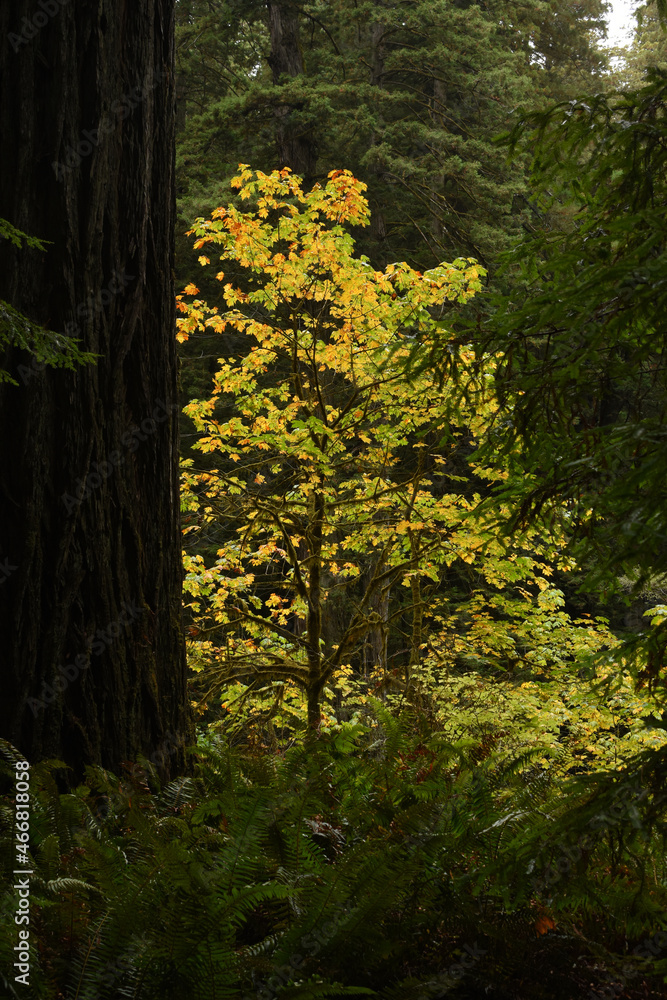 Redwood forest in Autumn 3 Redwood forest in Autumn 3
