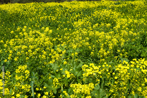 Green fields meadow in spring time with yellow flowers blossoms  mediteranean plants  Crete  Greece
