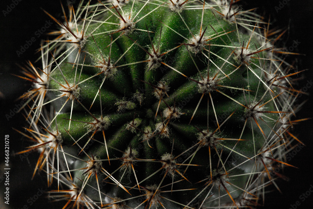 Zdjęcie macro kaktusa, Kolce kaktusa z bliska - obrazy, fototapety, plakaty 