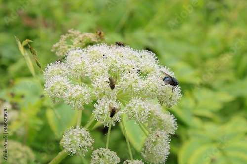 natural white cnidium monnieri flower photo photo