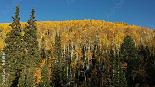 Flying over pine trees and viewing Autumn colors in apsen forest during Fall in Utah. photo