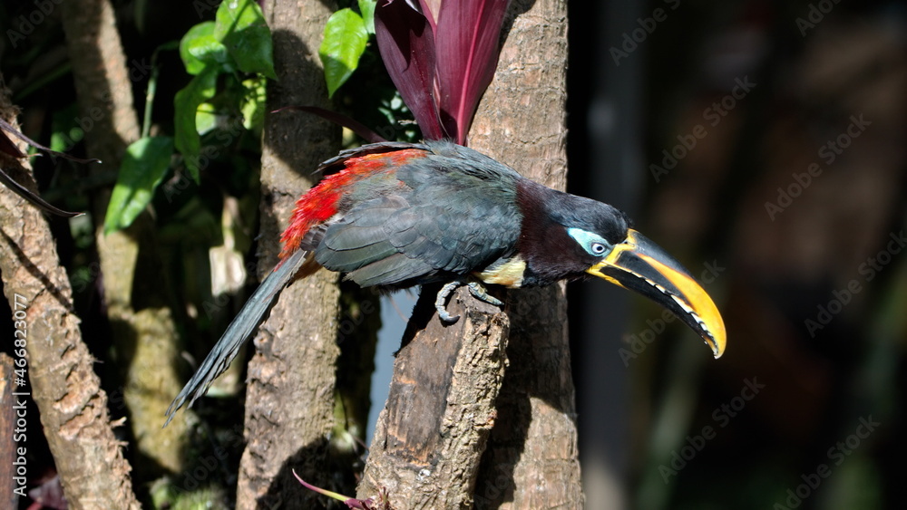 Chestnuteared Aracari (Pteroglossus castanotis) at a lodge near El