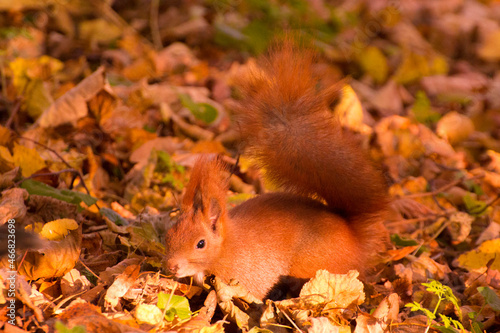 red squirrel among colorful autumn leaves