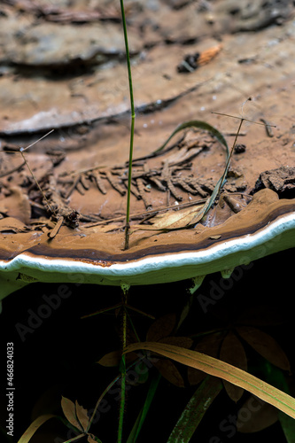 Fruiting Body of a Ganoderma Fungus Growing around a Grass Shoot © Hanjo Hellmann