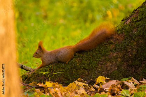 red squirrel lying on the tree © Paulina