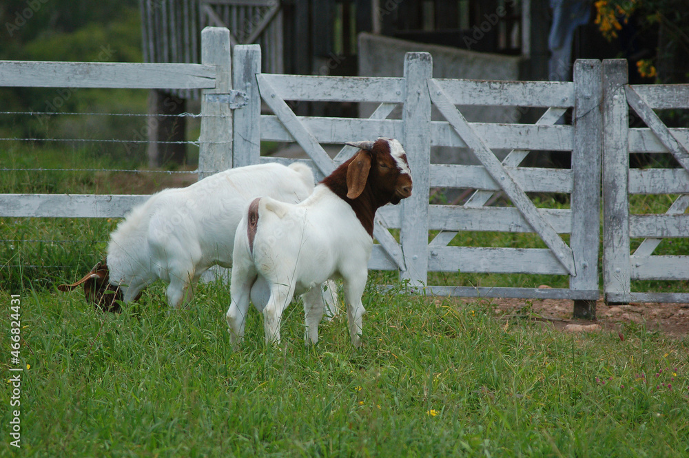 Young boer goats on the farm