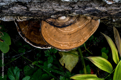 Fruiting Body of a Ganoderma Fungus