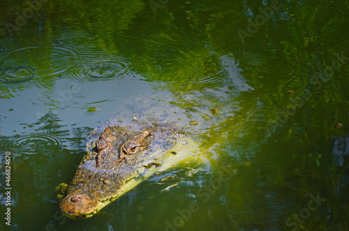 crocodiles at Hartley's crocodile farm Cairns North Queensland Australia