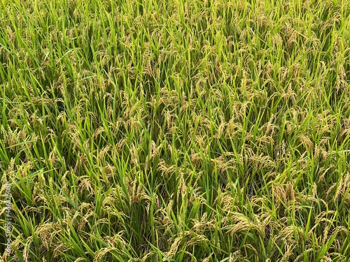 Rice field in the autumn. Background image.