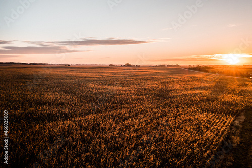Obraz na płótnie Aerial drone photo - Sunrise over a rural Sycamore Illinois cornfield. w salonie