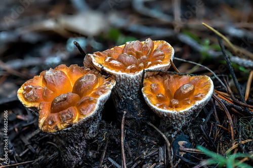 Fruiting Bodies of the Woolly or False Chanterelle (Turbinellus floccosus)