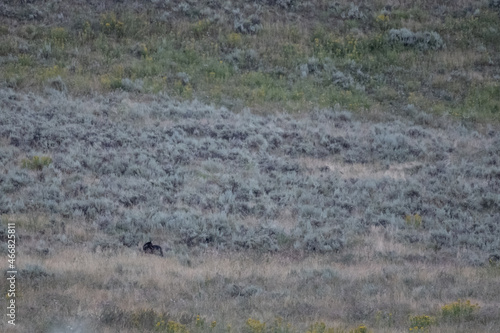 Black Wolf Looks Over Its Shoulder in Hills
