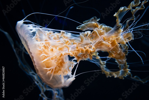 Jellyfish photographed at the S.E.A Aquarium in Singapore. 