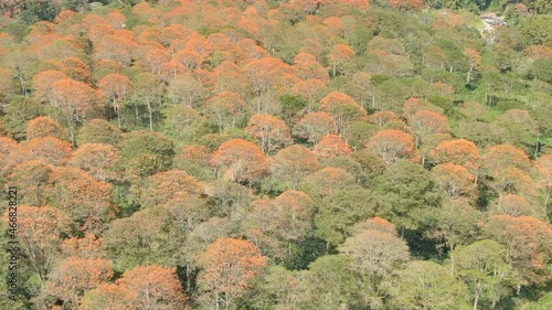 Vista aérea con drone sobre el bosque de poros anaranjados con zoom photo