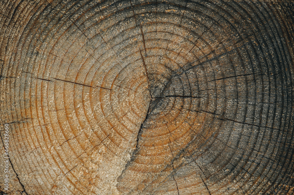 Naklejka premium The old one cut the logs close-up. The texture of the log cut with cracks and concentric rings of age. Background