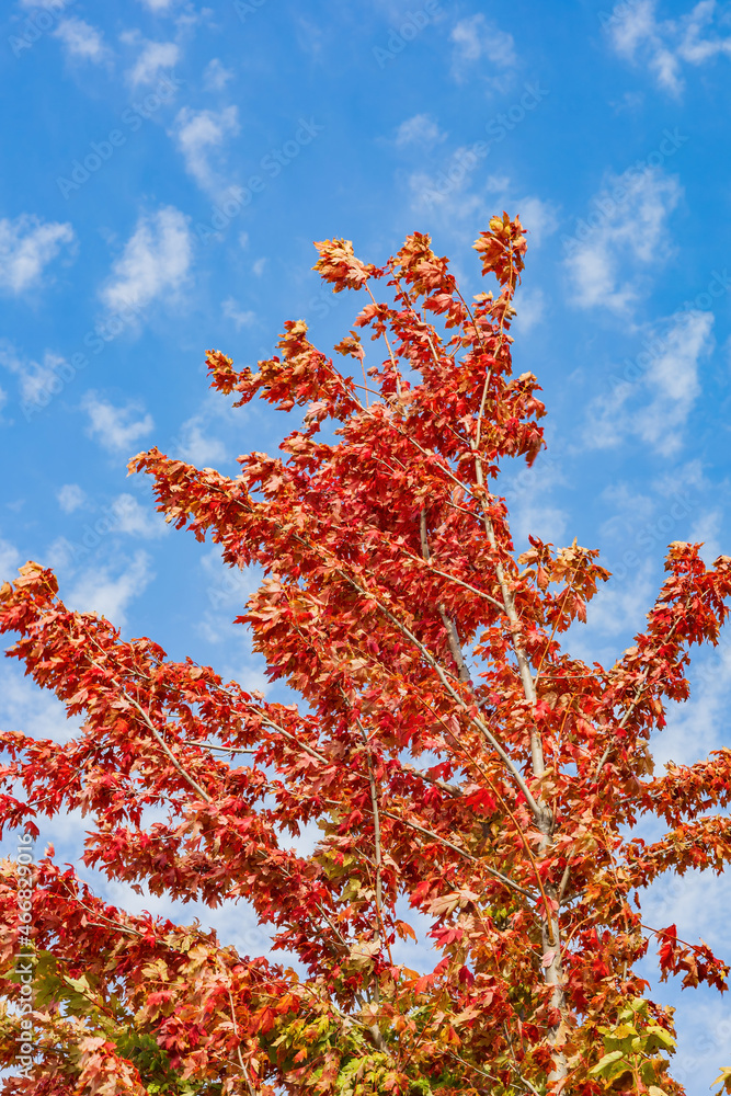 Close up shot of a maple tree with beautiful fall color Close up shot of a maple tree with beautiful fall color