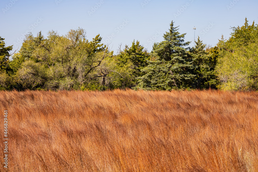 Fototapeta premium Many brown grass inside the Boiling Springs State Park