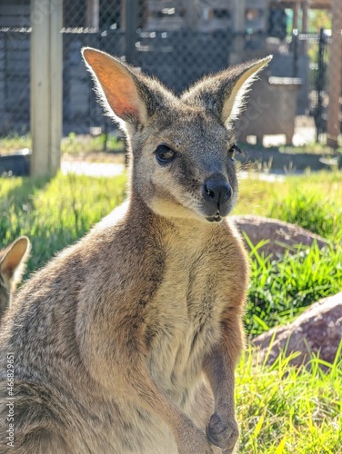 Close up shot of cute Wallaby