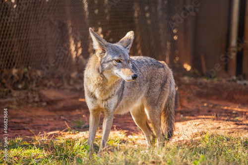 Close up shot of Coyote Fototapeta