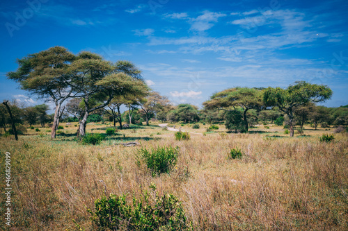 Masai Tribe  Tanzania.