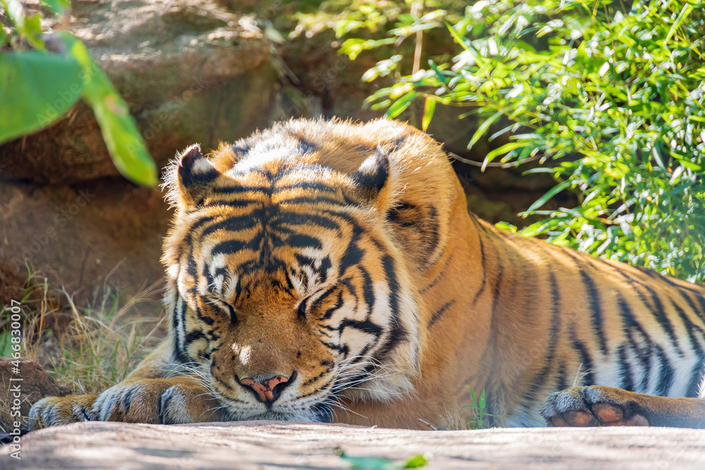 Fototapeta premium Close up shot of Sumatran tiger
