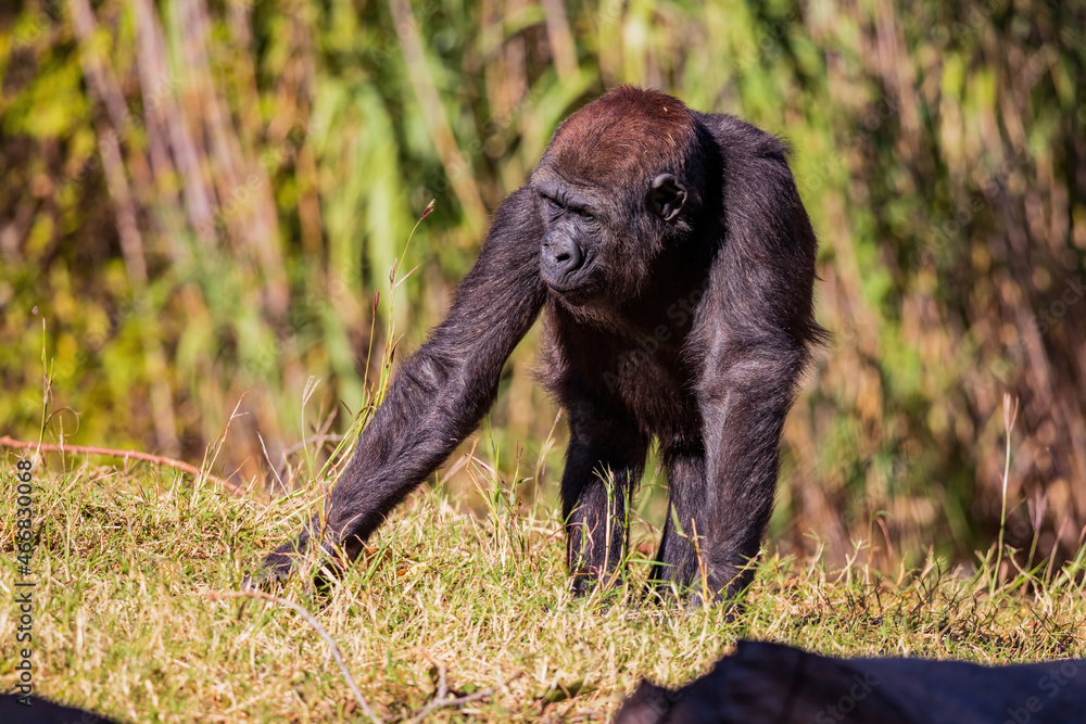 Naklejka premium Sunny view of a Gorilla