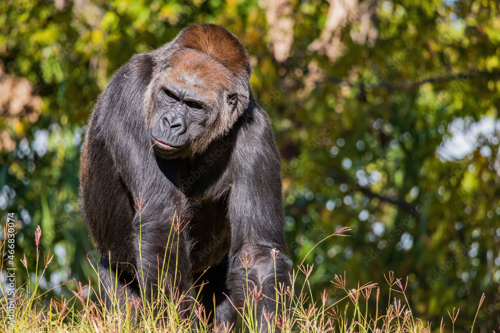 Naklejka premium Sunny view of a Gorilla
