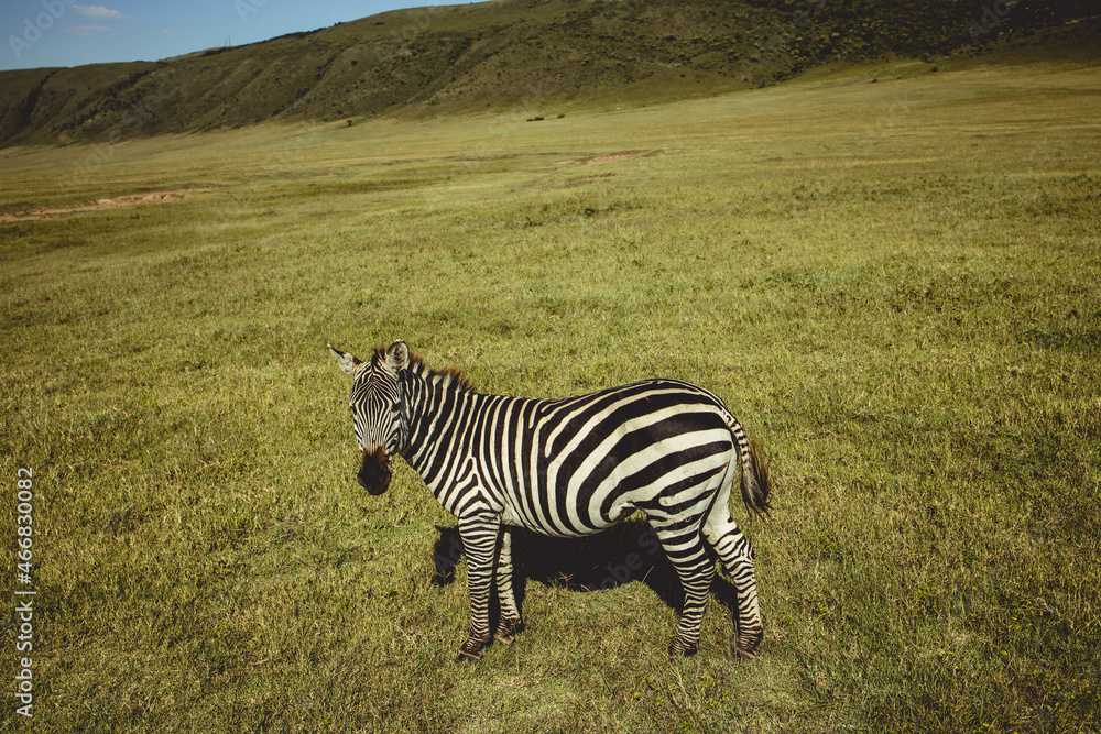 Naklejka premium Masai Tribe, Tanzania.