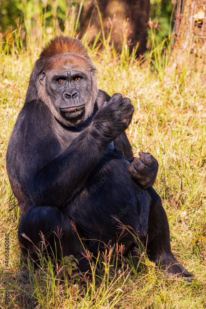 Sunny view of a Gorilla