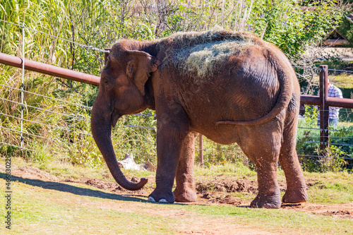 Sunny view of elephant