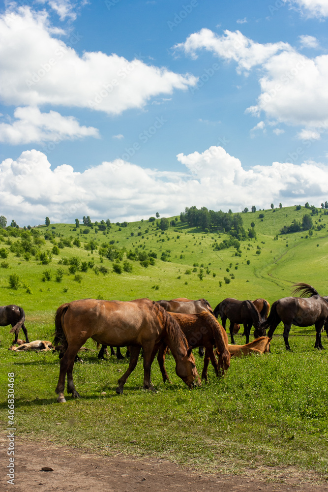 Wild horses outdoor on green meadow in Altay Wild horses outdoor on green meadow in Altay