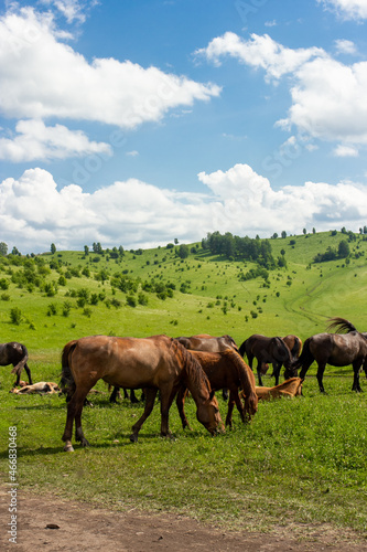 Fototapeta Naklejka Na Ścianę i Meble -  Wild horses outdoor on green meadow in Altay